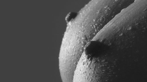 Black and White Tits, Boobs, Nipples Porn Wallpaper